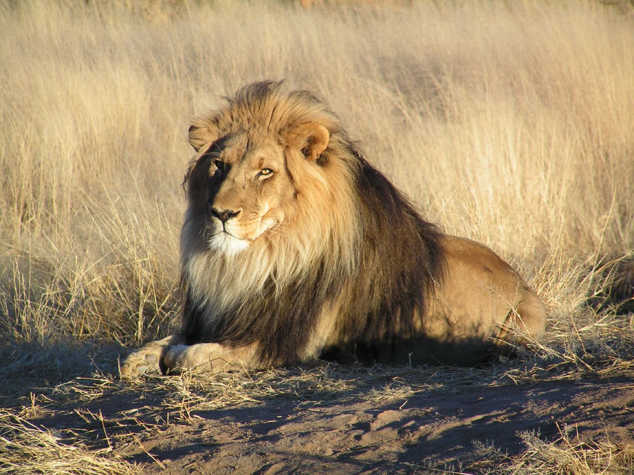 [lion in namib]